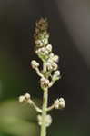 Alumroot